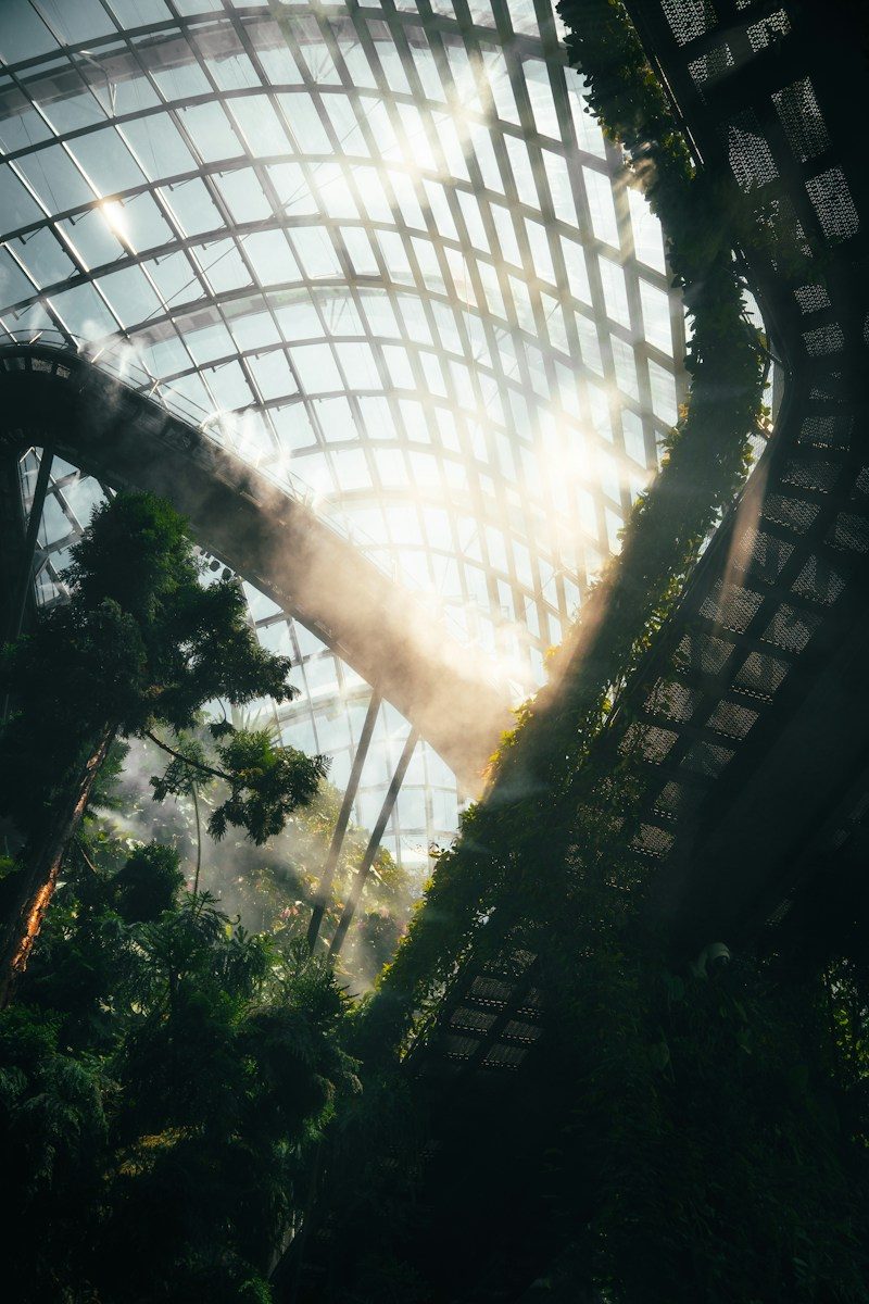 Sunlight streaming through the glass roof of a lush indoor botanical garden